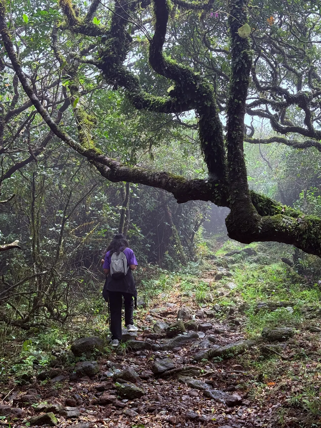 A trekker on the mossy forest trail up Kumara Parvatha